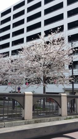 桜　大岡川