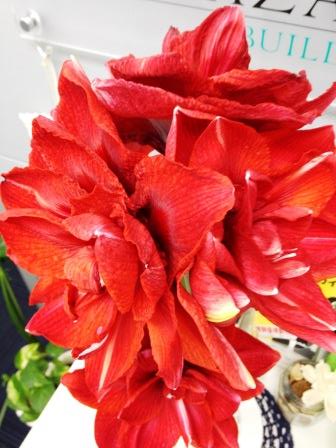 チェリーニンフ