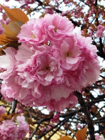 さくら通りアップ